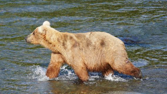 Braunbär-Weibchen Grazer gewinnt "Fat Bear"-Wahl