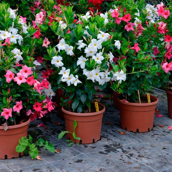 weitere interessante Themen: