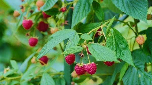 imago images 0305040374