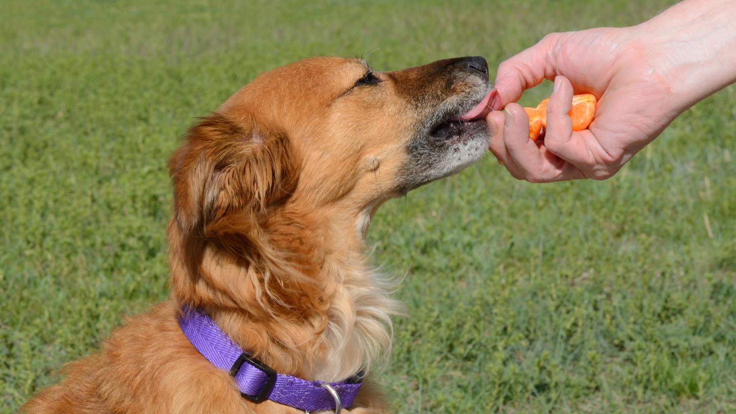 Mandarinen schmecken nicht nur vielen Menschen, sondern auch Hunden. Aber dürfen Hunde Mandarinen essen?