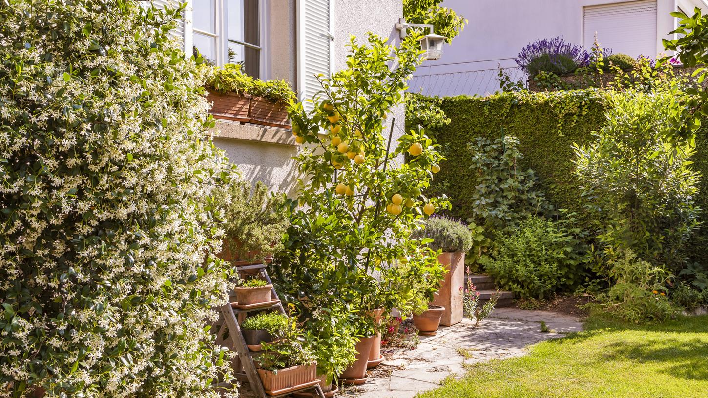 Mit ihrem Duft und den leuchtend gelben Früchten sind Zitronenbäume eine Bereicherung für jeden Garten. Aber wie kann man einen Zitronenbaum überwintern?