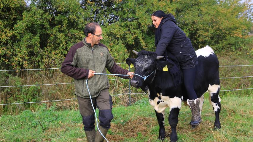 Der Tierarzt und seine Auszubildende Lena Schmidt testen die Reittauglichkeit der Rinder.   Die ganze Geschichte auf nn.de 