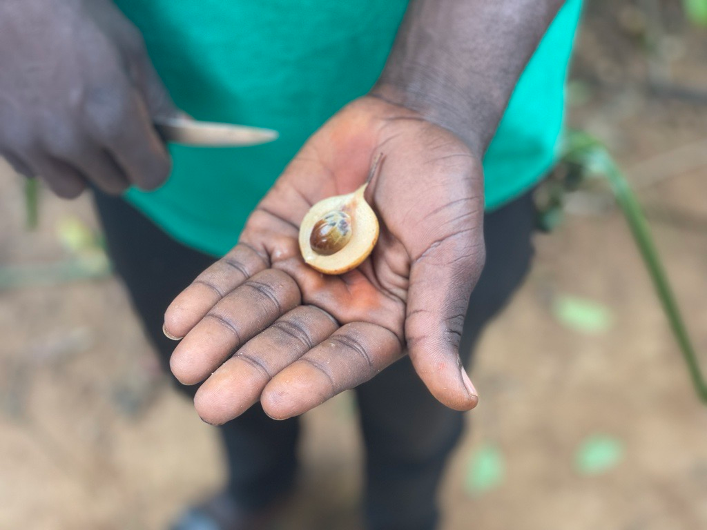 Auf unserer Entdeckungsreise in die Welt der Gewürze erleben wir so einige Überraschungen. So sieht eine frische Muskatnuss aus. Hätten Sie's erkannt? 