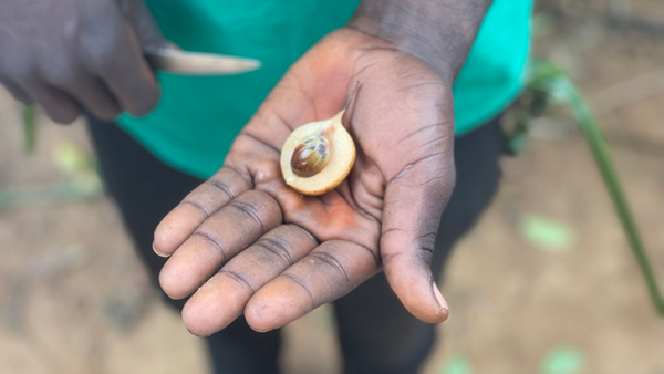 Auf unserer Entdeckungsreise in die Welt der Gewürze erleben wir so einige Überraschungen. So sieht eine frische Muskatnuss aus. Hätten Sie's erkannt?