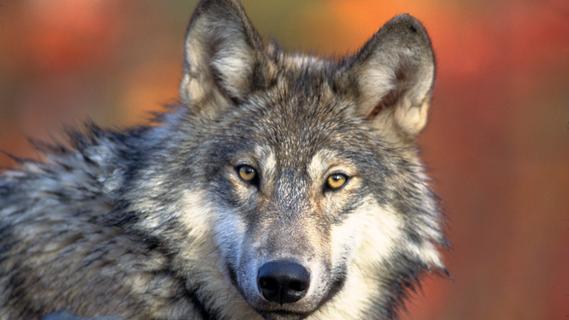 Wolf oder Fuchs? Die Untersuchungen nach gerissenem Reh in Geyern laufen
