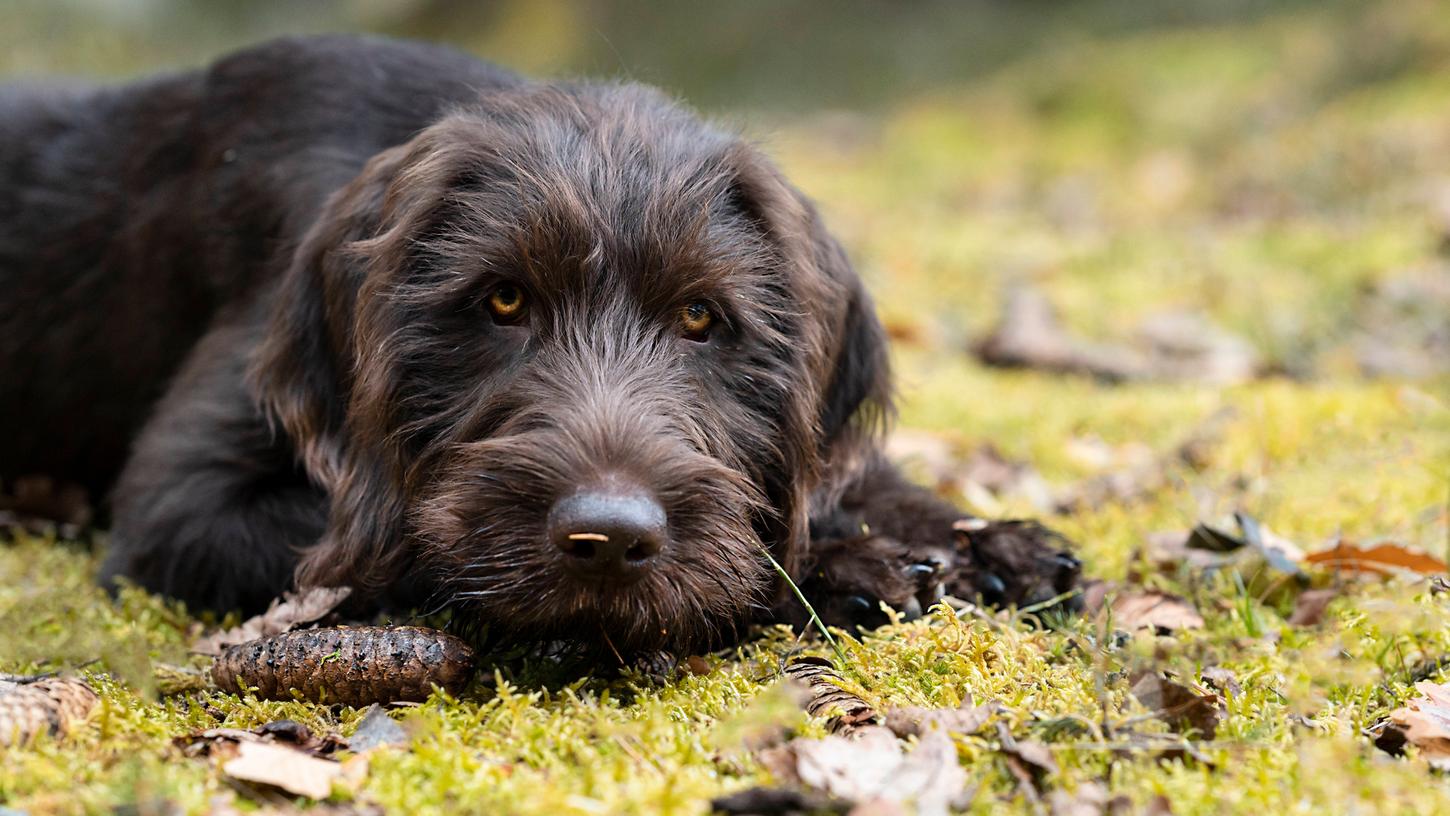 Nicht alle Lebensmittel sind für Hunde gut verträglich. Wie sieht es mit Walnüssen aus?