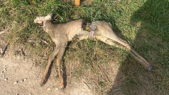 Mehrere Rehe von Hunden im Naturschutzgebiet Wiesmet gerissen: Jagdpächter ist richtig sauer