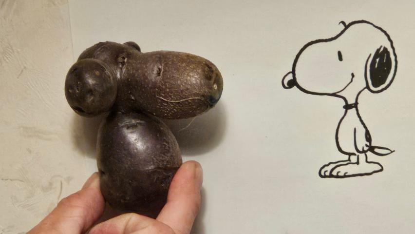 Mit Witz und Fantasie hat unsere Leserfotografin bei der Kartoffelernte in dieser besonders geformten Kartoffel die Comic-Figur Snoopy erkannt. Mehr Leserfotos finden Sie hier