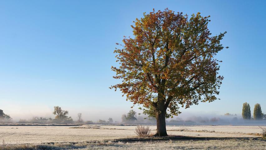 Ein herbstlicher Baum steht von Raureif umgeben im Wiesengrund. Mehr Leserfotos finden Sie hier
