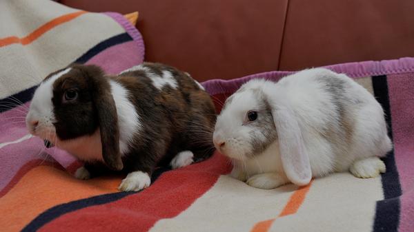 Die beiden Kaninchendamen „Katharina“ und „Emilie“ haben dagegen schon bei Kindern gewohnt. Sie waren ein Geschenk einer Großmutter an ihre Enkelkinder, aber leider währte die Freude an den Kaninchen wegen der Allergie eines Kindes nicht sehr lange. Die am 27. Mai 2023 geborenen Widderkaninchen-Mädels sind nun auf der Suche nach einem neuen, schönen und gemeinsamen Zuhause, denn die Kaninchengeschwister verstehen sich sehr gut. Die Kaninchen werden momentan nur in Innenhaltung vermittelt, es sollte aber trotzdem genügend Platz zum Herumhoppeln sein. Das Tierheim Neumarkt hat aus organisatorischen Gründen keine offiziellen Öffnungszeiten. Für Besuch, Beratung und Tiervermittlung vereinbaren Sie bitte vorher einen Termin. Die Tierpflegerinnen können sich dann uneingeschränkt Ihrem Anliegen widmen. Auch zum Gassi gehen ist ein vorheriger Anruf sinnvoll. Katzenkuscheln ist täglich zwischen 14.00 und 17.00 Uhr möglich. Das Tierheim ist täglich (außer an Sonn- und Feiertagen) von 13.00 bis 17.00 Uhr unter der Telefonnummer (09181)22862 erreichbar. Hier geht es zur Internet-Seite des Tierheims