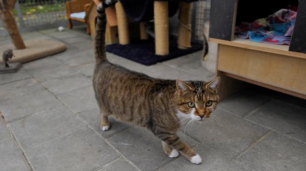 Die braungetigert-weiße Katzenlady „Mara“ kam als Fundtier ins Tierheim Neumarkt. Sie wurde ordnungsgemäß als Fundkatze im Tierheim angemeldet und sie hätte auch bei der Familie, bei der sie zulief, bleiben dürfen, bis man die Tätowierung in den Ohren von „Mara“ ihrer eigentlichen Familie hätte zuordnen können. Aber niemand, auch kein Haustierregister, konnte diese Tätowierung zuordnen. Unglücklicherweise kam es zwischen der etwa 2 Jahre alten „Mara“ und der Katze ihrer Gastfamilie immer mehr zu Differenzen, so dass „Mara“ schließlich doch im Tierheim Neumarkt abgegeben wurde. „Mara“ möchte natürlich nicht ihr restliches Leben im Tierheim verbringen, obwohl sie sich bemüht, aus der Situation das Beste zu machen, indem sie den anderen Katzen aus dem Weg geht. Ein neues Zuhause würde ihr sicher besser gefallen, aber dafür braucht es Menschen mit etwas Katzenerfahrung, die mit einer manchmal etwas zickigen Katzenlady umgehen können und die sie erst einmal so nehmen, wie sie ist. Im Grunde ist Mara aber eine anhängliche Katze, die sofort angelaufen kommt, wenn sie Menschen sieht oder wenn man sie ruft. Sie hat halt Charakter und ihr eigenes Köpfchen, sie will nicht bedrängt oder hochgehoben werden, aber mit Liebe und Verständnis für sie kann es durchaus sein, dass sie ihrem Menschen dieses Köpfchen eines Tages zum Schmusen hinhält. Momentan, nach all dem, was ihr widerfahren ist, ist das aber noch nicht so ihr Ding. Ein verkehrsberuhigt gelegenes Häuschen mit Garten würde „Mara“ bestimmt gut gefallen, wobei sie auf Katzenkonkurrenz und Kinder nicht sehr erpicht ist. Das Tierheim Neumarkt hat aus organisatorischen Gründen keine offiziellen Öffnungszeiten. Für Besuch, Beratung und Tiervermittlung vereinbaren Sie bitte vorher einen Termin. Die Tierpflegerinnen können sich dann uneingeschränkt Ihrem Anliegen widmen. Auch zum Gassi gehen ist ein vorheriger Anruf sinnvoll. Katzenkuscheln ist täglich zwischen 14.00 und 17.00 Uhr möglich. Das Tierheim ist täglich (außer an Sonn- und Feiertagen) von 13.00 bis 17.00 Uhr unter der Telefonnummer (09181)22862 erreichbar. Hier geht es zur Internet-Seite des Tierheims
