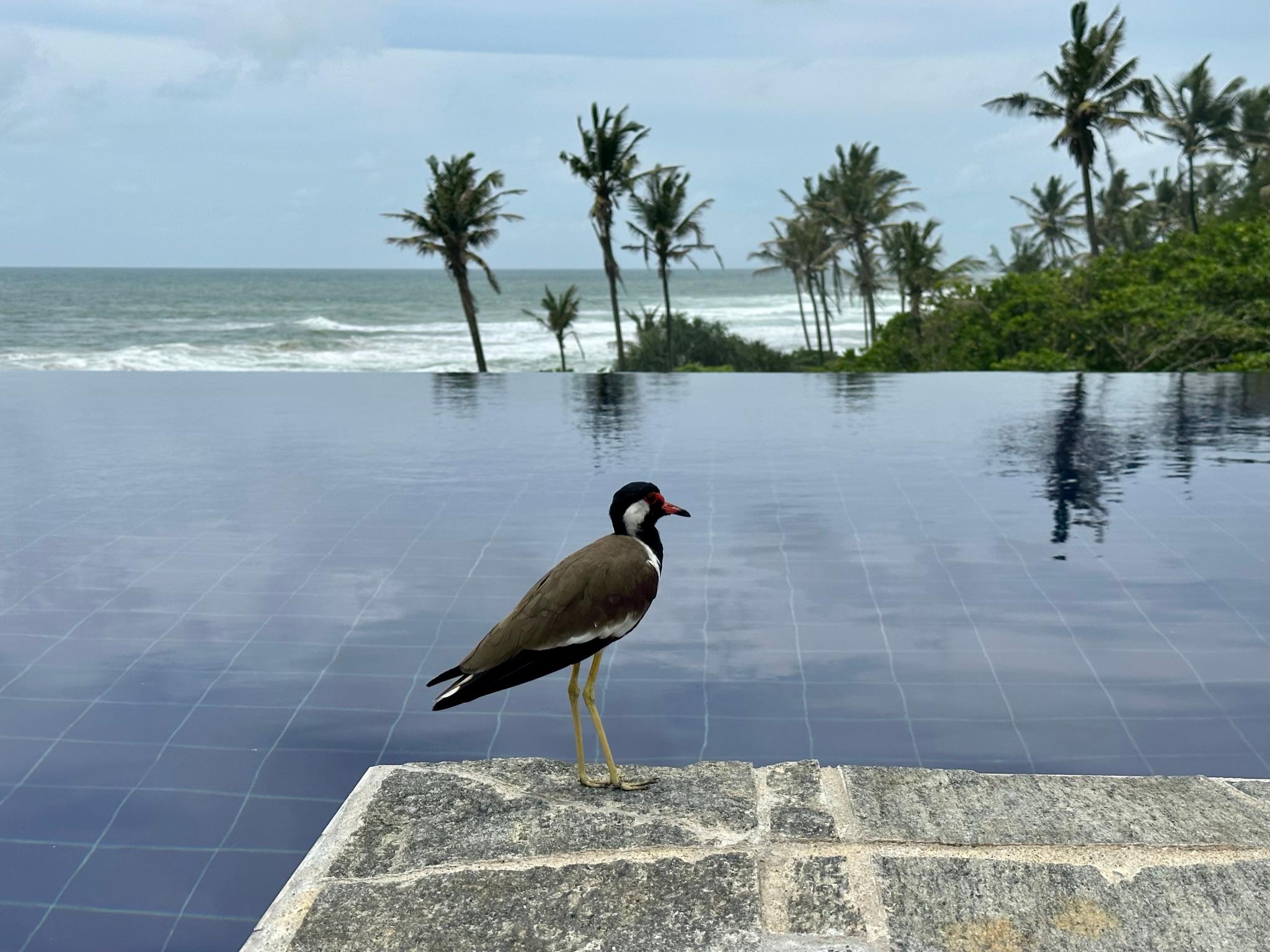 Den Infinitypool mit Blick auf den Pazifik genießen im Barberyn Ayurveda Resort nicht nur die menschlichen Gäste.