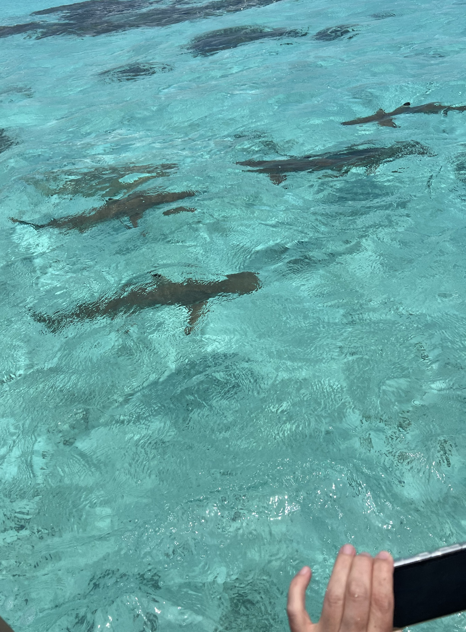Die Haie vor der Küste von Tahaa sind nich nur hübsch anzusehen, Touristen können auch mit ihnen schwimmen. Die Tiere sind friedlich und gleiten den Schnorchlern aus dem Weg.