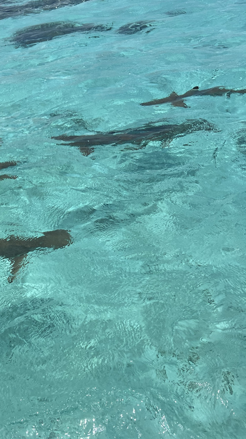 Die Haie vor der Küste von Tahaa sind nich nur hübsch anzusehen, Touristen können auch mit ihnen schwimmen. Die Tiere sind friedlich und gleiten den Schnorchlern aus dem Weg.