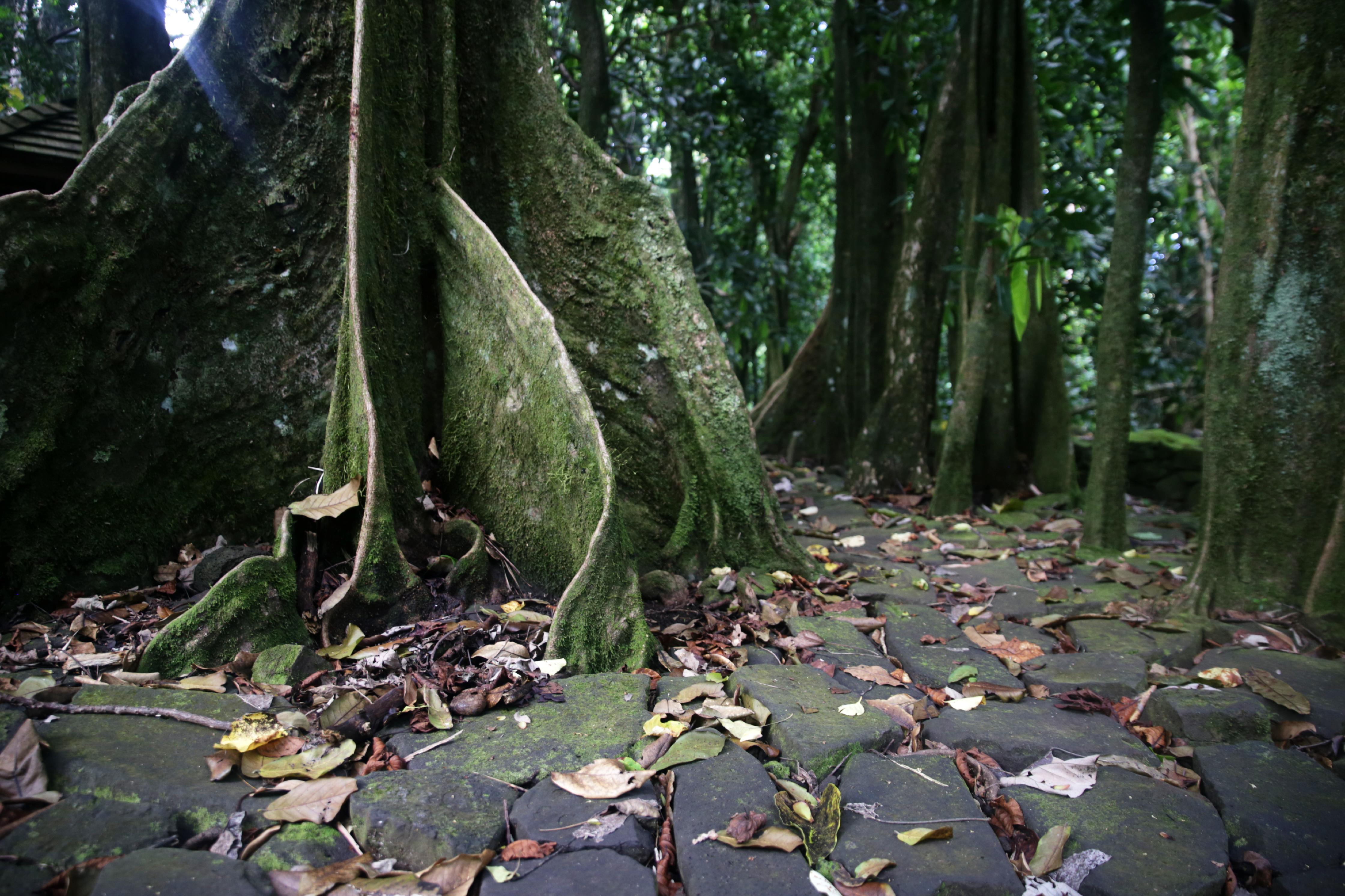 Die flachen Brettwurzeln verhelfen den Bäumen auf Moorea zu mehr Standhaftigkeit - besonders, wenn sie auf den alten Ruinen einstiger Gebetsstätten wachsen. Die Ureinwohner Mooreas haben die Wurzeln früher als Trommeln verwendet, um über lange Strecken hinweg miteinander zu kommunizieren.