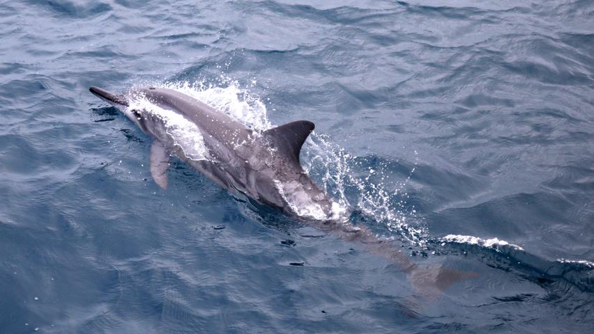 Wer Französisch Polynesien mit dem Boot erkundet, hat gute Chancen, dass ein paar Delfine vor der Bugspitze herumspringen.