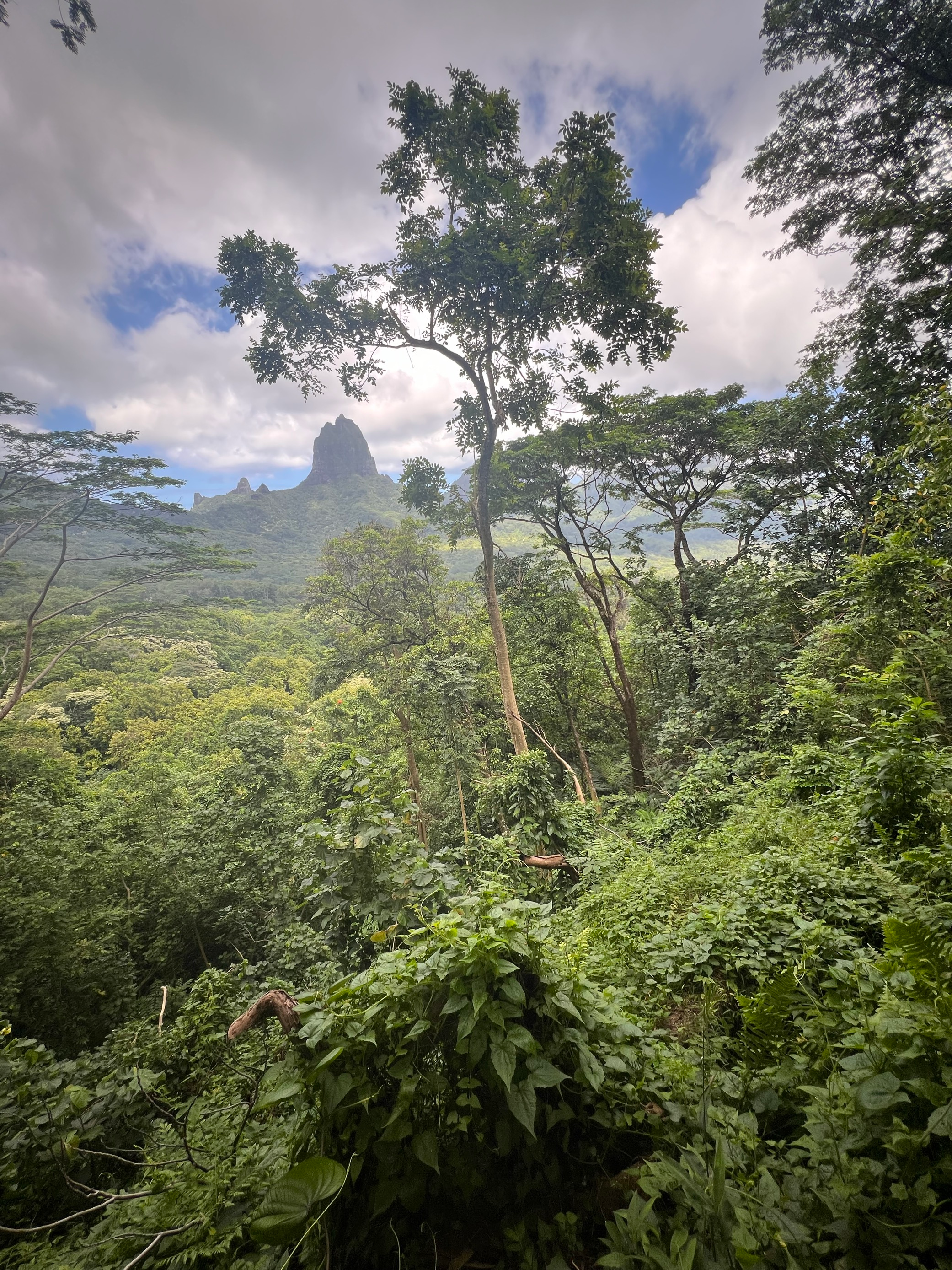 Wer im Vulkankessel Mooreas wandern geht, hat stets einen guten Blick auf die Berge, die sich um die Insel herum verteilen.