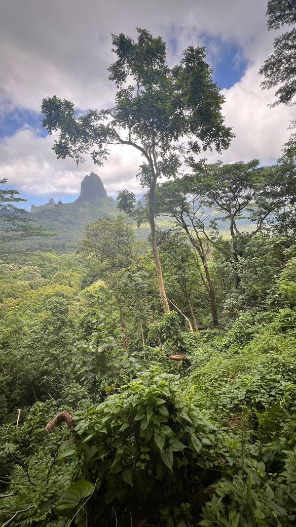 Wer im Vulkankessel Mooreas wandern geht, hat stets einen guten Blick auf die Berge, die sich um die Insel herum verteilen.