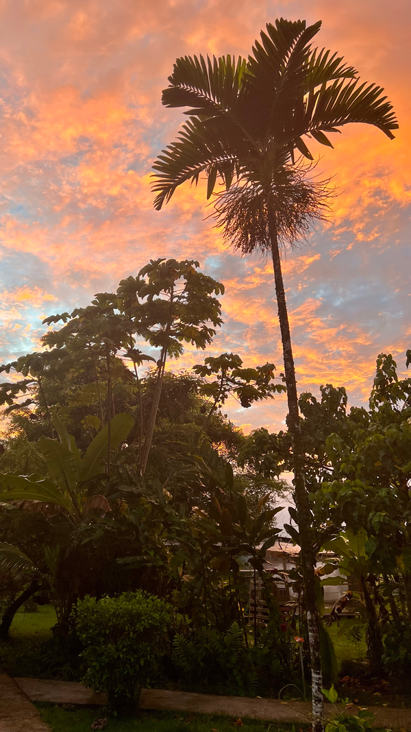 Viele der preiswerteren Unterkünfte auf Tahiti bestehen aus kleinen Hütten zwischen tropischen Gewächsen.