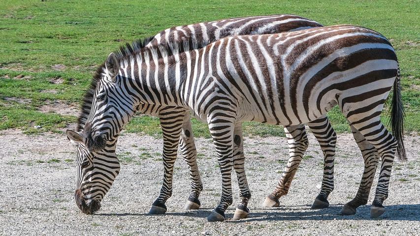 Zwei Böhm-Zebras auf der Afrikaweide im Tiergarten Nürnberg. Beim schnellen Hinsehen könnte man meinen, dass es sich um ein Zebra mit acht Beinen handelt.  Mehr Leserfotos finden Sie hier