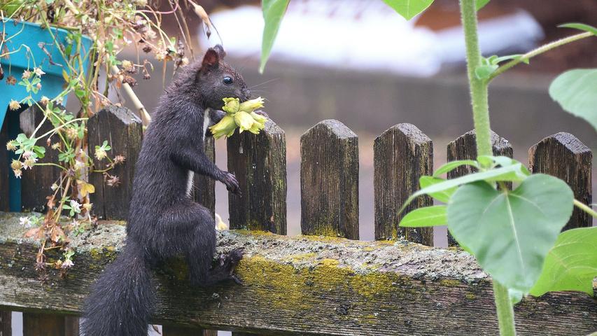 ... hat dieses Eichhörnchen gefunden, überlegt aber noch, ob es sie für den Winter aufheben oder gleich essen soll.  Mehr Leserfotos finden Sie hier
