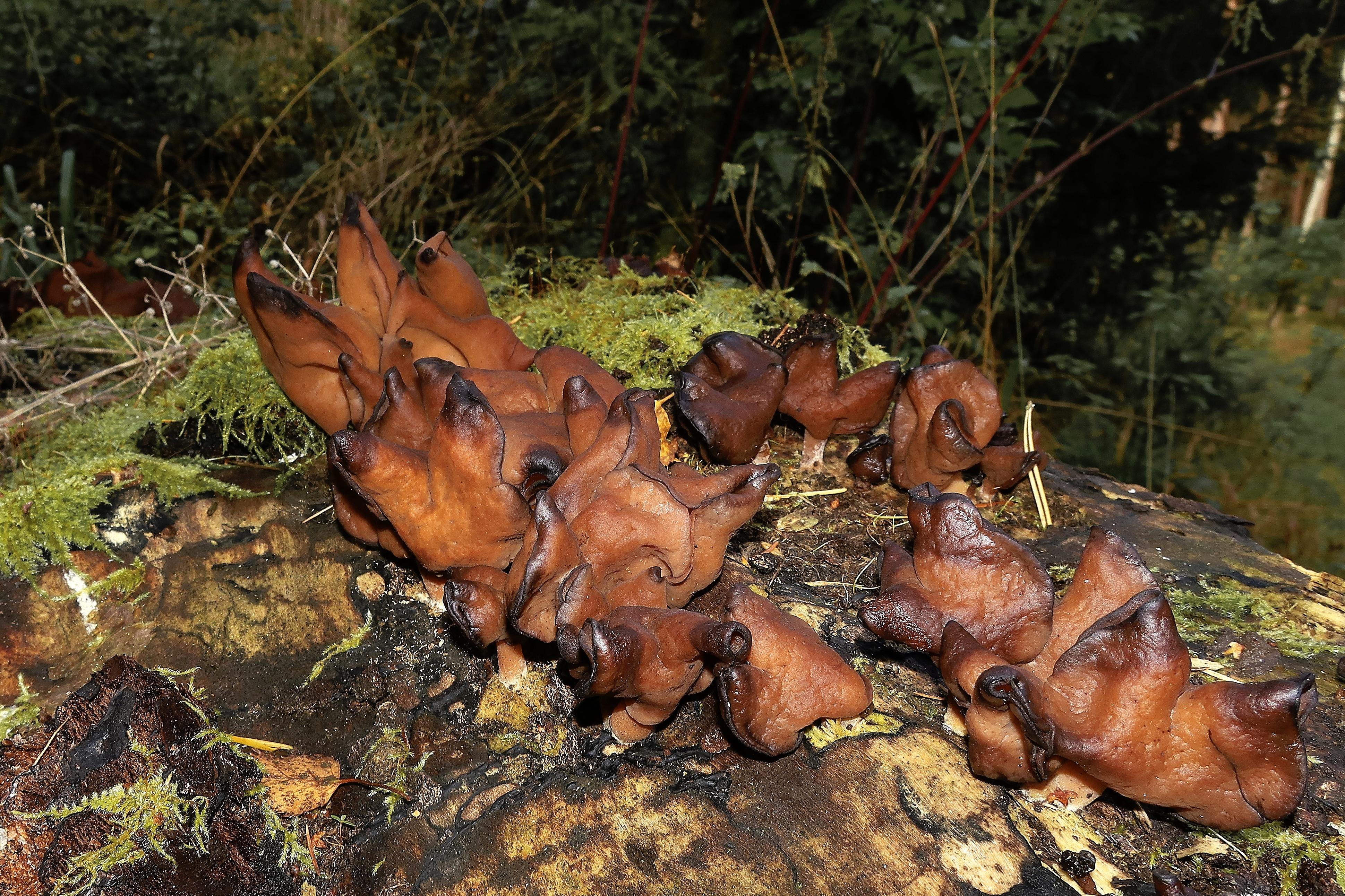 ROT-Bischofsmuetze-Pilzfund-Schwabach