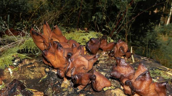 ROT-Bischofsmuetze-Pilzfund-Schwabach