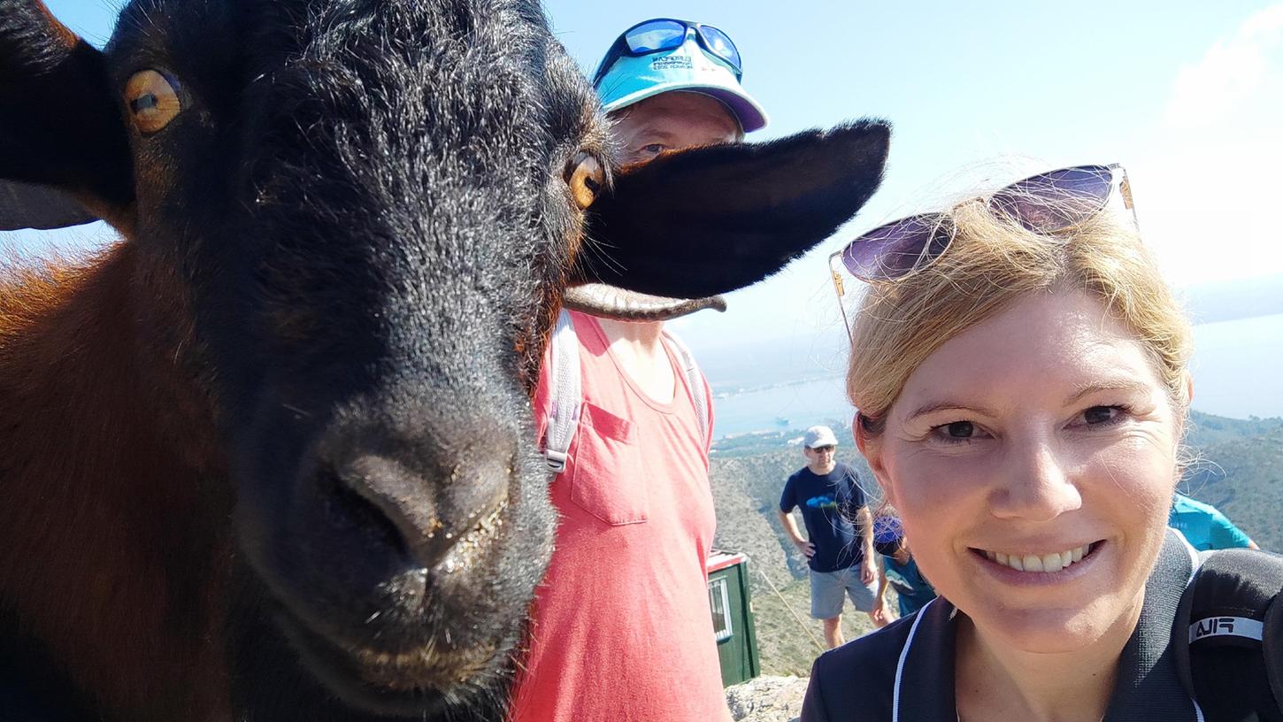 Auf dem Gipfel wartet die Ziege - und macht ein Selfie nach dem Belohnungsfutter.