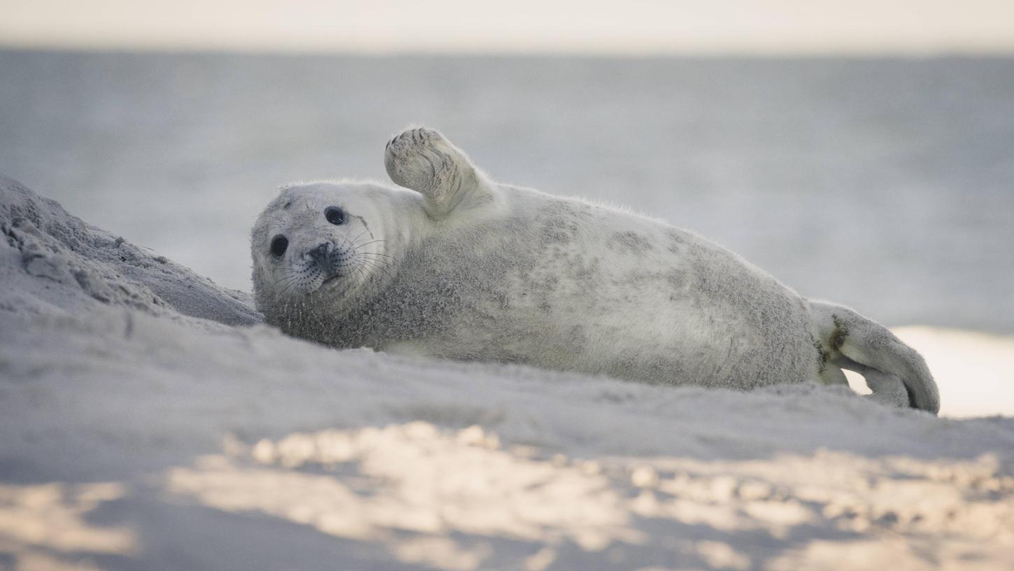 Natürliche Geburt: Robbenjunges vor Helgoland.