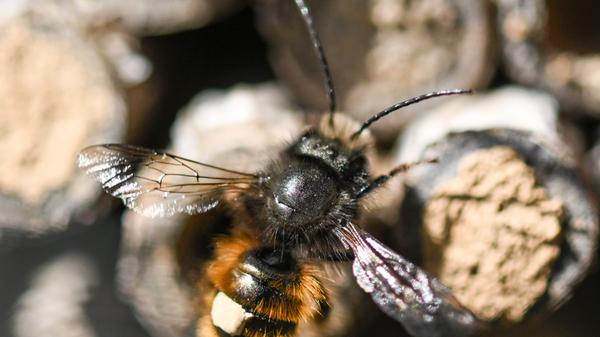 Im Sinne des Artenschutzes: Totholz im Garten liegen lassen
