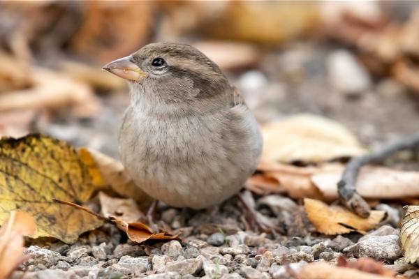ROT-Haussperling-Garten-Herbst-BN