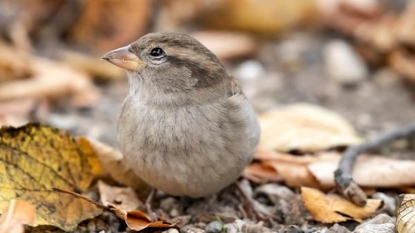 ROT-Haussperling-Garten-Herbst-BN