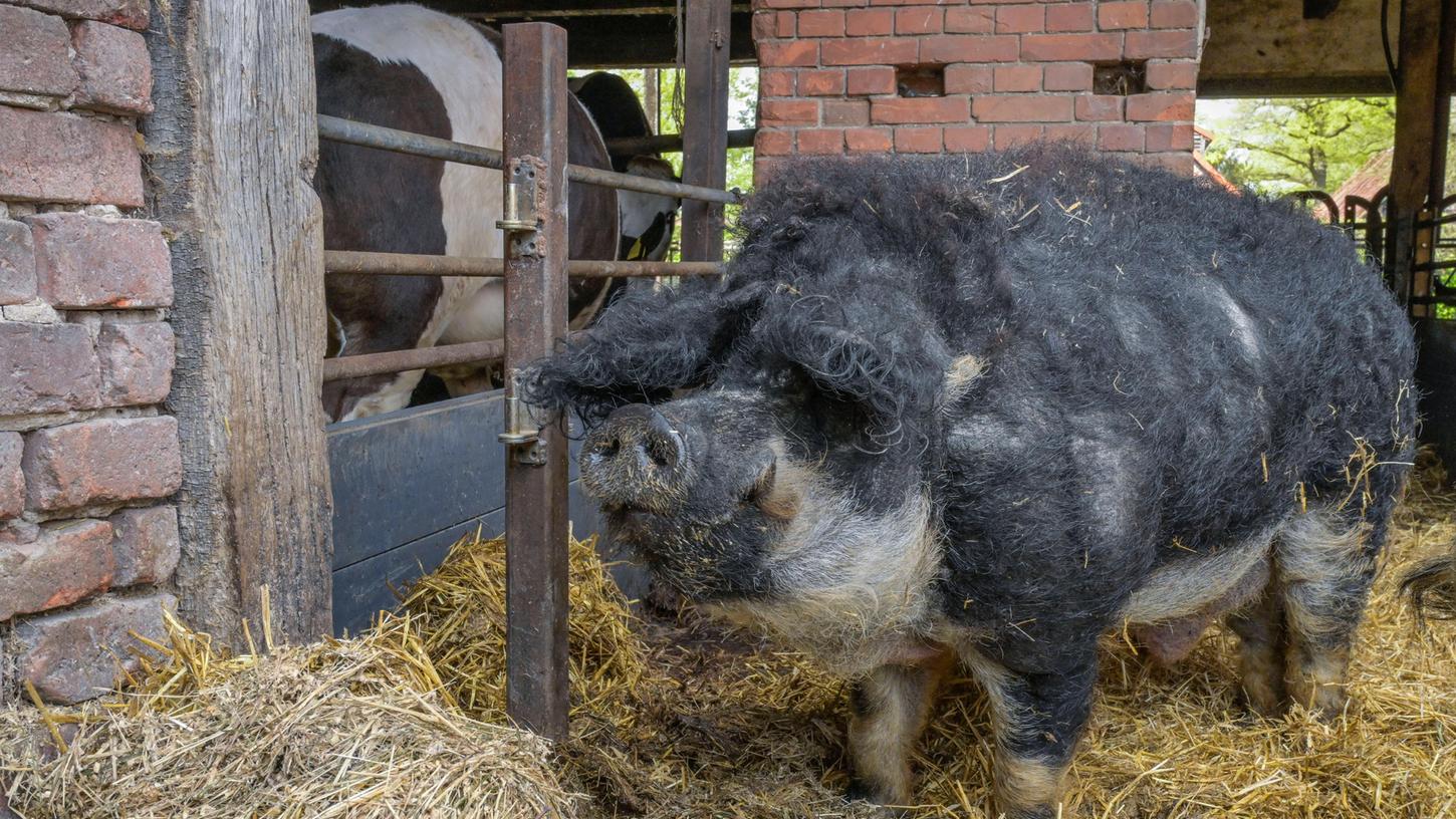 Mit vereinten Kräften, durch etliche Telefonate seitens der Polizei und mit Hilfe des Veterinäramtes, konnte für das Wollschwein, zumindest übergangsweise, ein neues Zuhause arrangiert werden. (Symbolbild) Mit vereinten Kräften, durch etliche Telefonate seitens der Polizei und mit Hilfe des Veterinäramtes, konnte für das Wollschwein, zumindest übergangsweise, ein neues Zuhause arrangiert werden. (Symbolbild)
