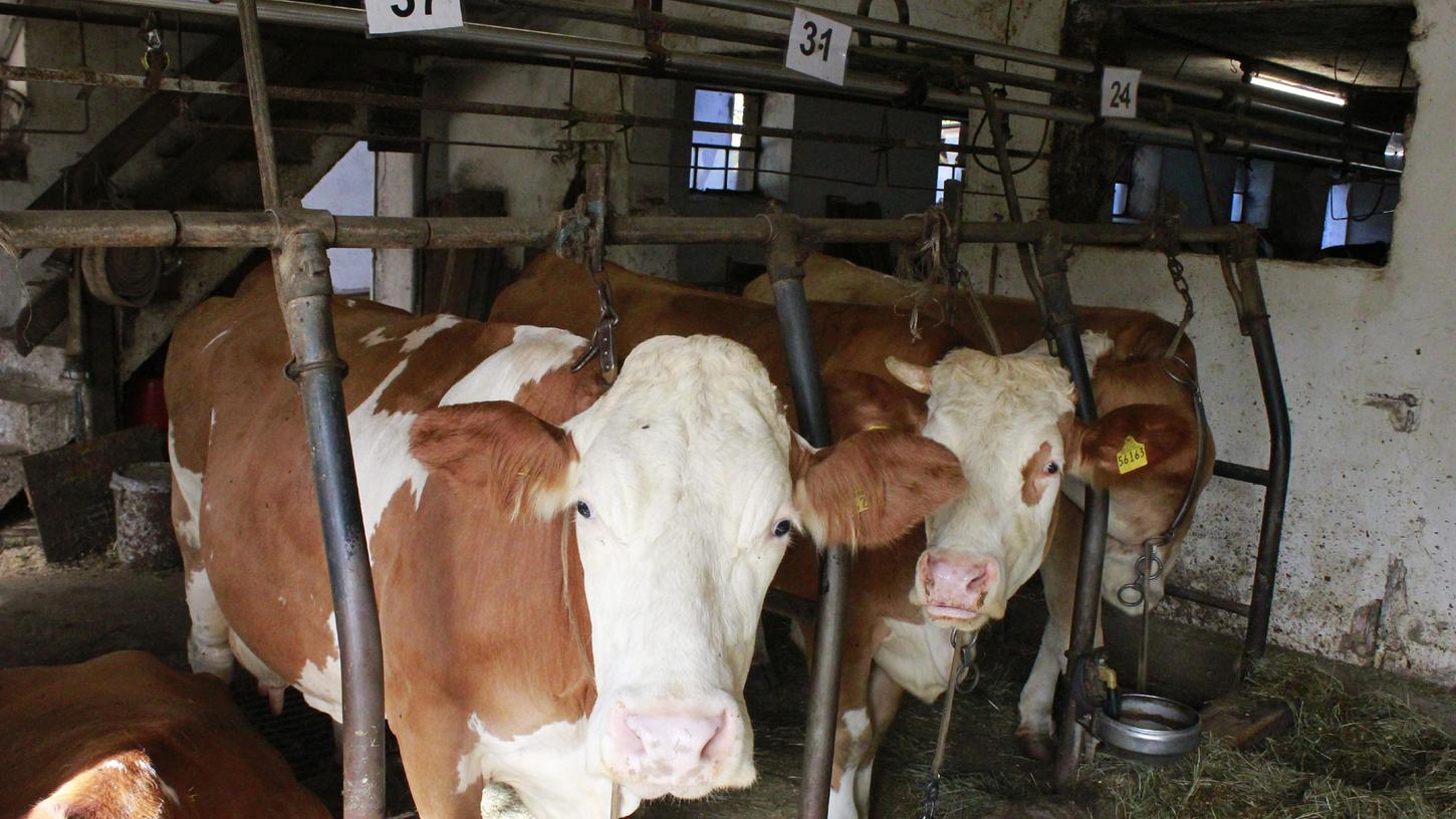So viel Platz haben die Kühe im Betrieb von Milchviehhalter Martin Wieseckel aus Ebersbach, einem Ortsteil von Neunkirchen am Brand in Anbindehaltung. So viel Platz haben die Kühe im Betrieb von Milchviehhalter Martin Wieseckel aus Ebersbach, einem Ortsteil von Neunkirchen am Brand in Anbindehaltung.