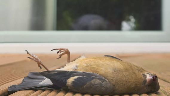 Todesfalle Glasscheibe: Was tun, wenn ein Vogel gegen das Fenster fliegt?