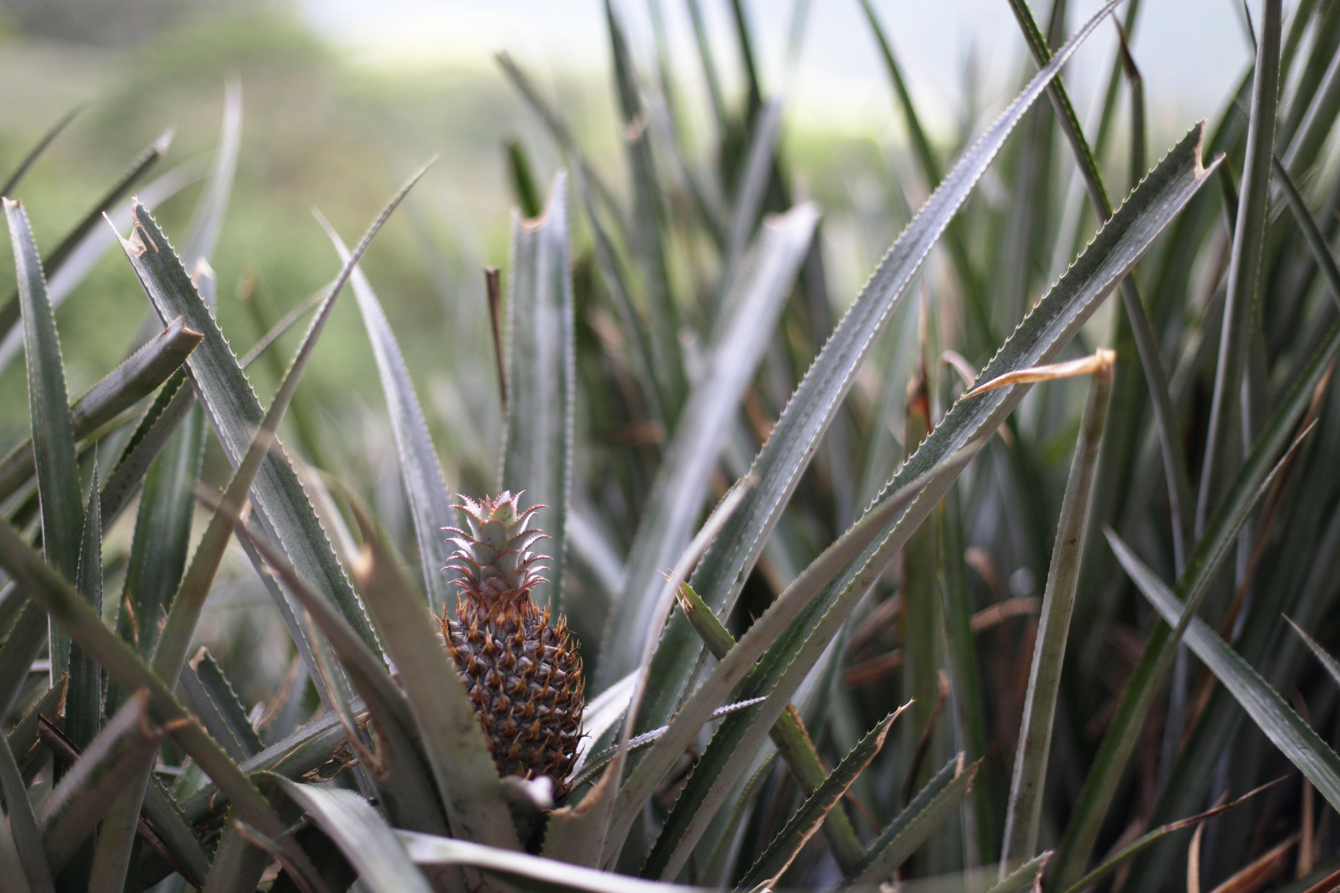 Landwirte bauen Ananas auf Moorea im großen Stil an. Tatsächlich ist die Frucht die einzige, die nicht improtiert wird - für alle anderen Lebensmittel reicht der wenige Platz auf den Inseln einfach nicht aus. Der Veranstalter www.corallinatours.com nimmt die Gäste mit zwischen die Ananas-Hügel. Wer es lieber nass mag, kann mit dem Veranstalter aber auch mit Walen tauchen gehen.