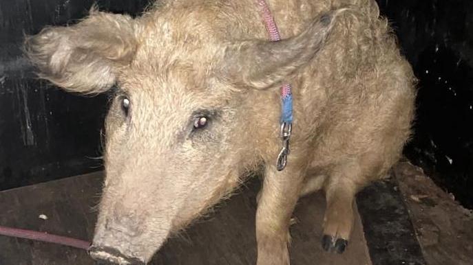 Das Wollschwein "Carlos" wurde in Schlüsselfeld entdeckt. Das Wollschwein "Carlos" wurde in Schlüsselfeld entdeckt.