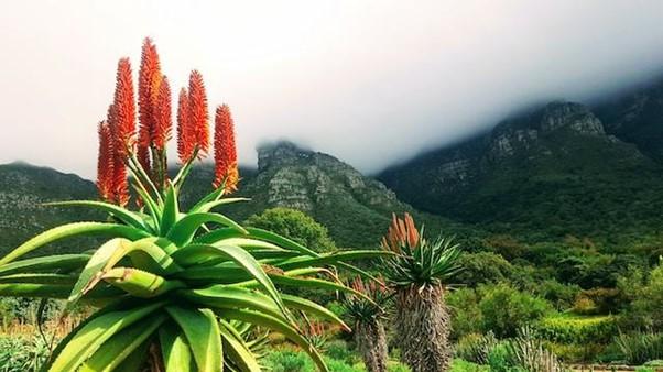 Das Reich der Aloe ist vielfältig und immer noch wenig erforscht. Das Reich der Aloe ist vielfältig und immer noch wenig erforscht.