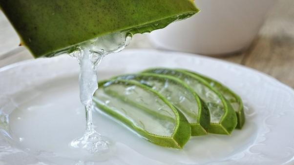 Aloe Gel wirkt befeuchtend und ist daher in vielen Hautpflegemitteln enthalten. Aloe Gel wirkt befeuchtend und ist daher in vielen Hautpflegemitteln enthalten.