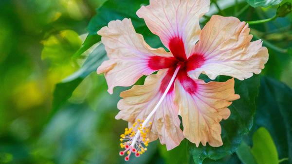 Hibiskus