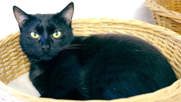 Auch die schwarze Katze „Chilli“ kam als Fundtier ins Tierheim, und zwar zusammen mit ihren fünf, damals gerade 4 Wochen alten, ebenfalls schwarzen Welpen. Diese haben mittlerweile ein neues Zuhause gefunden, aber bei „Chilli“ bestätigt sich wieder einmal, dass es schwarze Katzen schwerer haben, ein neues Zuhause zu finden. „Chilli“ hat anfangs selbst nicht sehr viel zum Erreichen dieses Zieles beigetragen, denn sie war fremden Menschen gegenüber nicht so aufgeschlossen, wie das Interessenten, die sich aus dem Tierheim eine Katze holen möchten, erwarten. Mittlerweile lässt sich die knapp 2 Jahre alte „Chilli“ aber von Menschen, die sie kennt, streicheln. Für sie braucht man halt zumindest anfangs Ruhe, Geduld und etwas Katzenerfahrung, um ihre Körpersprache lesen zu können. Für „Chilli“ wird ein neues, ruhiges, liebe- und verständnisvolles Zuhause gesucht, wobei die Kätzin aus ländlicher Gegend stammt und sich auf dem Lande sicher auch wohler fühlen würde als in der Stadt. Sie würde sich, wenn sie könnte, ein verkehrsberuhigt gelegenes Häuschen im Grünen wünschen, denn auf Freigang, den sie in ihrem bisherigen Leben gewöhnt war, wird sie nach entsprechender Eingewöhnung im neuen Zuhause nicht verzichten wollen. Das Tierheim Neumarkt hat aus organisatorischen Gründen keine offiziellen Öffnungszeiten. Für Besuch, Beratung und Tiervermittlung vereinbaren Sie bitte vorher einen Termin. Die Tierpflegerinnen können sich dann uneingeschränkt Ihrem Anliegen widmen. Auch zum Gassi gehen ist ein vorheriger Anruf sinnvoll. Katzenkuscheln ist täglich zwischen 14.00 und 17.00 Uhr möglich. Das Tierheim ist täglich (außer an Sonn- und Feiertagen) von 13.00 bis 17.00 Uhr unter der Telefonnummer (09181)22862 erreichbar. Hier geht es zur Internet-Seite des Tierheims