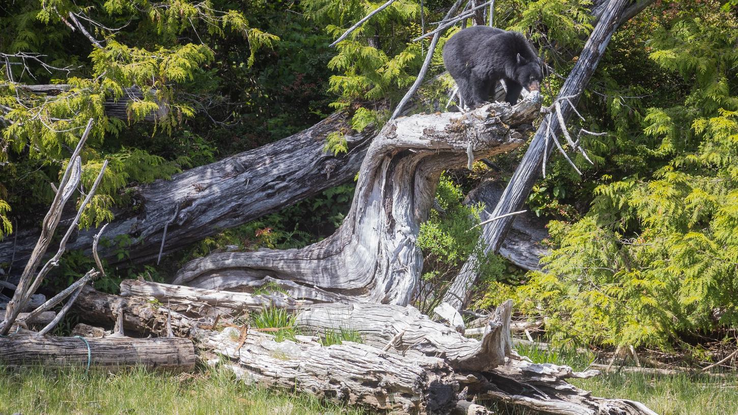 Die Staffel wurde auf Vancouver Island in Kanada gedreht. Auf der Insel leben auch Schwarzbären - hier ein Bild von der Küste nahe Tofino. Die Staffel wurde auf Vancouver Island in Kanada gedreht. Auf der Insel leben auch Schwarzbären - hier ein Bild von der Küste nahe Tofino.