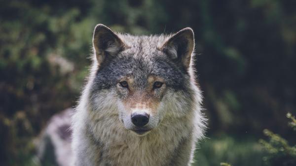 NL W?lfe Herdenschutz Interview Friedel