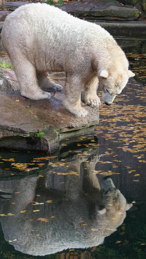 Ein Eisbär in Tiergarten Nürnberg betrachtet aufmerksam sein Spiegelbild. Mehr Leserfotos finden Sie hier