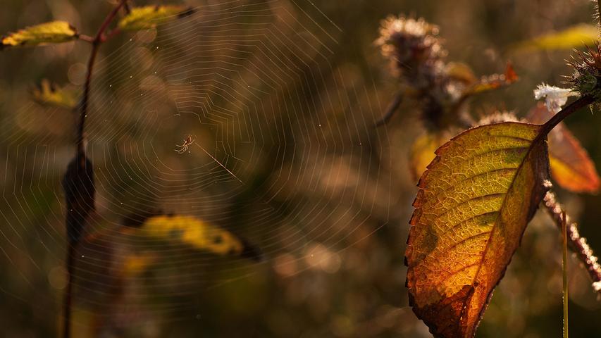 Ein Spinne webt ein filigranes Netz inmitten einer herbstlichen Naturwiese bei Neumarkt. Mehr Leserfotos finden Sie hier