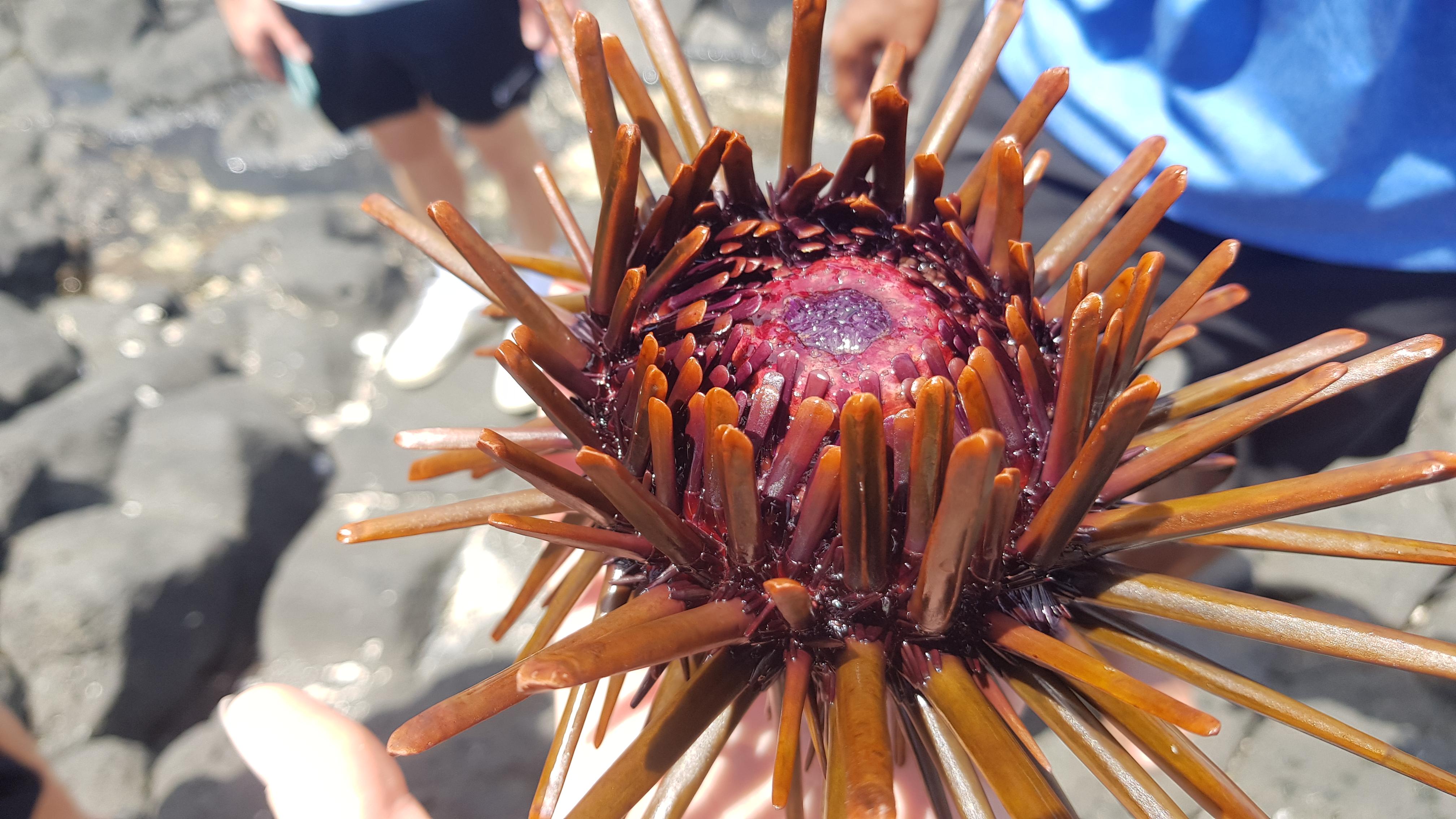 Ein Seeigel, der nachher wieder ins Wasser entlassen wurde.
