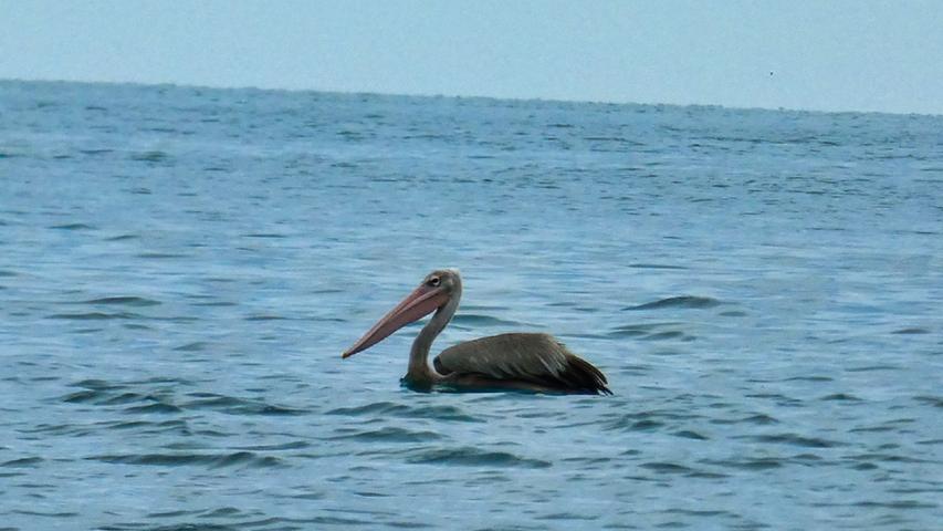 Im flachen Meer zwischen den Bissagos-Inseln sind häufig Pelikane zu sehen. Bisweilen fliegen mehrere Vögel gleichzeitig in Formation, um gemeinsam auf die Jagd zu gehen. 