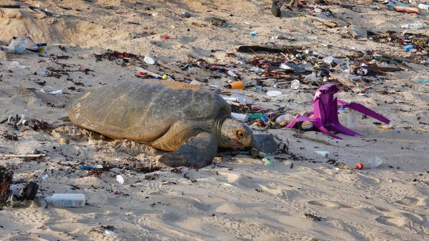 An vielen Stellen auf Poilão liegt leider sehr viel angeschwemmter Plastikmüll - die Schildkröten belastet das bei der Fortbewegung aber eher wenig.