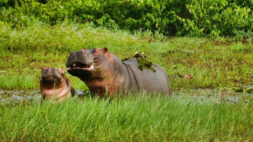 Mutter und Kind, kaum 30 Meter entfernt. Die Flusspferde lassen die Besuchergruppe keine Sekunde aus den Augen.