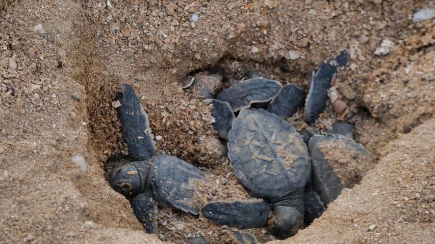 Hier schlüpfen gerade kleine Exemplare der Grünen Meeresschildkröte. Diese streben erstaunlich schnell direkt dem kühlen Nass entgegen, um frühestens 20 Jahre später wieder an den Ort ihrer Geburt zurückzukehren - um selber Eier abzulegen. 